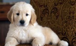 Golden Retriever Puppy for Sale – Ready to Join Your Family!