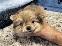 Adorable Pomeranian Puppies For Sale