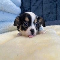 Adorable Chihuahua Puppies for Sale