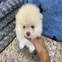 Adorable Pomeranian Puppies For Sale in NY 