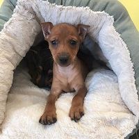 Miniature Pinscher Puppies Available at Manhattan Puppies