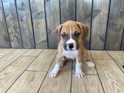 Boxer Puppies