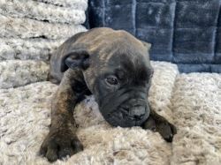 Bullmastiff Puppies For Sale