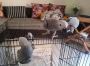 African grey parrots for sale