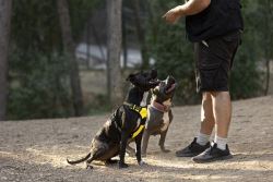 Dog Training Service in Bangalore