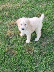 Poodle Puppies Price in Bangalore