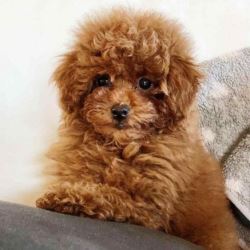 Poodle Puppies Price in Hyderabad