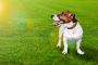  Synthetic Turf for Dogs