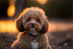 Adorable Cavoodles for Sale Sydney – Oodle Life