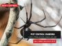 Spider Pesticide: Proven Solutions for Quick Spider Control