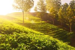 Tea garden with Tea Tourism sale at best location of Dooars