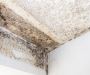 Mould Removal in Auckland