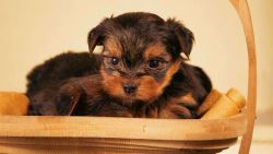 Yorkshire Terrier Puppies For Sale In Dehradun