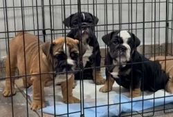 British Bulldog Puppies For Sale In Dehradun