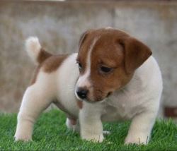 Jack Russell Terrier Puppies For Sale In Surat