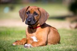 Rhodesian Ridgeback Puppies For Sale In Surat