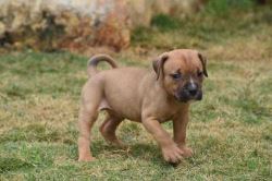 American Bully Puppies For Sale In Surat