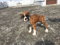 Boxer Puppies For Sale In Surat