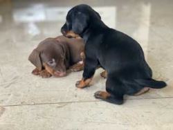 Dachshund Puppies For Sale In Surat