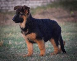 German Shepherd Puppies For Sale In Surat