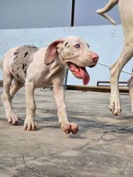 Great Dane Puppies For Sale In Surat