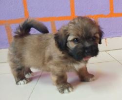 Lhasa Apso Puppies For Sale In Surat