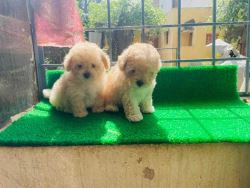 Maltipoo Puppies in Bangalore