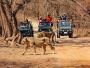 Secure Gir National Park Safari Booking Online for Trip