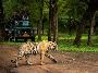 Get Devalia Safari Booking Online for Adventure