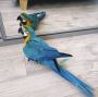 Pair of Blue and Gold Macaw Parrots For Rehoming