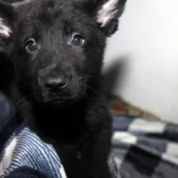 🐾German Shepherd Puppies: Your Future Best Friend Awaits!🐶