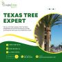 Top Tree Trimming Service in Houston – Texas Tree Expert