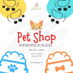 Toy Poodle Puppies for Sale in Singapore - Adorable Toy Poo