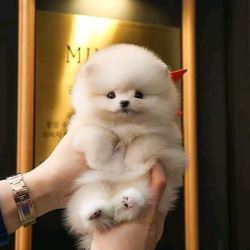 Pomeranian puppies 