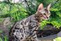 Purebred Hypoallergenic Bengal Kittens TICA