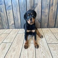 Adopt Rottweiler Puppies For Sale in New York: A Joyful Jour