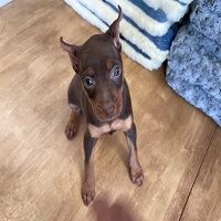 Discover Miniature Pinscher Puppies