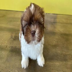 Shih Tzu Puppies for Sale