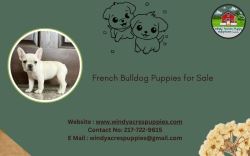 Adorable French Bulldog Puppies for Sale – Find Your Perfect