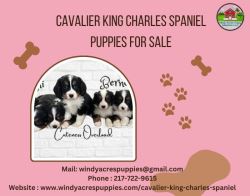 Cavalier King Charles Spaniel Puppies for Sale – Bring Home 