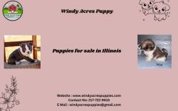 Find the Perfect Puppy for Sale in Illinois