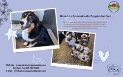 Miniature Aussiedoodle Puppies for Loving Families