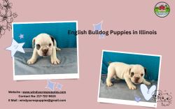 Find English Bulldog Puppies in Illinois Here