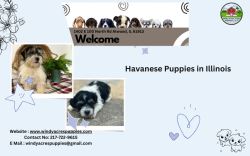 Healthy & Happy Havanese Puppies in Illinois