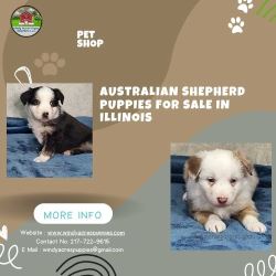 Australian Shepherd Puppies – Healthy & Happy Companions