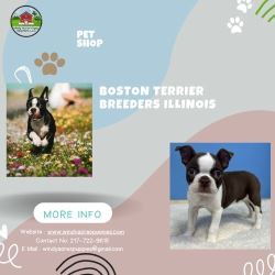 Boston Terrier Puppies for Sale – Illinois’s Best Breeders