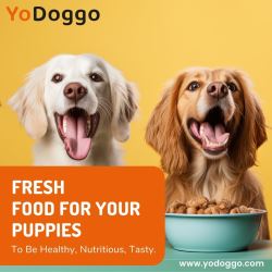 Top-Quality Fresh Food for Puppies – Available Now at Yodogg